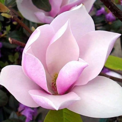 Магнолия АЛЕКСАНДРИНА  в Владивостоке