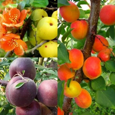 Комплект САД ДЛЯ ГУРМАНА в Владивостоке