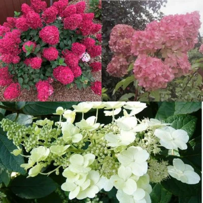 Комплект САД ЭМОЦИЙ в Владивостоке