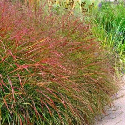 Просо ШЕНАНДО прутьевидное в Владивостоке