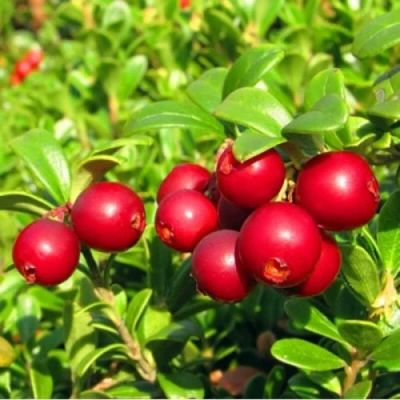 Брусника садовая РЕД ПЕРЛ в Владивостоке