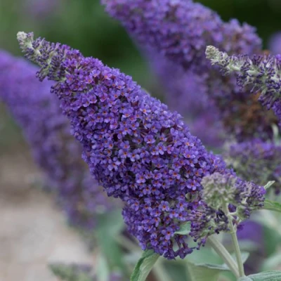 Буддлея НАНО ПЕРПЛ  в Владивостоке