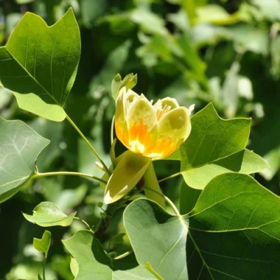 ЛИРИОДЕНДРОН тюльпанный в Владивостоке