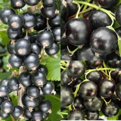 Комплект ЧЕРНАЯ СИЛА в Владивостоке