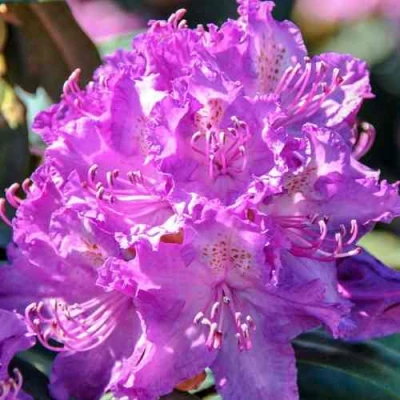 Рододендрон АЛЬФРЕД в Владивостоке