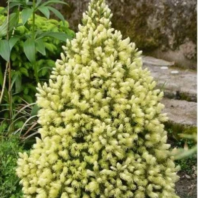 Ель МАЙГОЛД колючая в Владивостоке