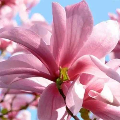 Магнолия ГАЛАКСИ в Владивостоке