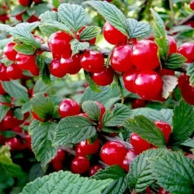 Вишня ВОСТОРГ войлочная в Владивостоке