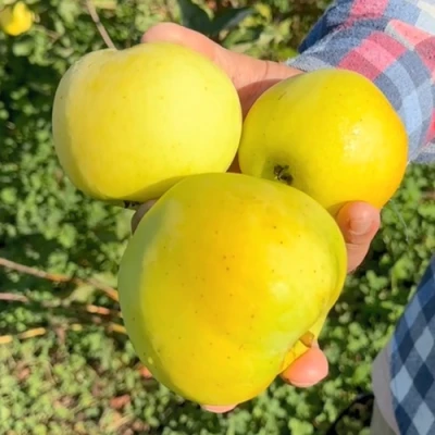 Яблоня КАЛУЖАНКА в Владивостоке