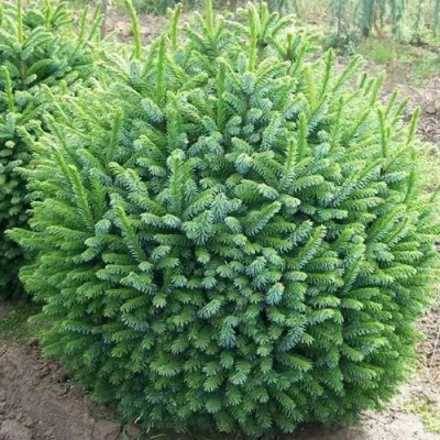 Ель НАНА сербская в Владивостоке