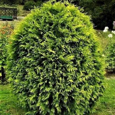 Туя ТИП ТОП западная в Владивостоке