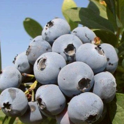 Голубика ЦУКЕР ТРАУБЕ в Владивостоке