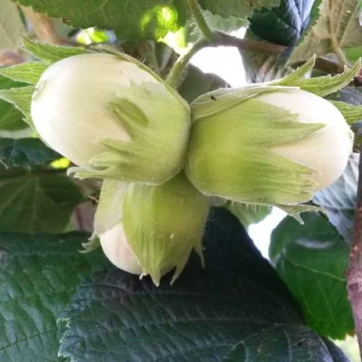 Фундук ЮННАТ в Владивостоке