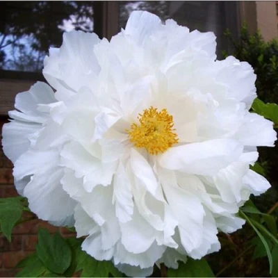 Пион БЕЛЫЙ НЕФРИТ древовидный в Владивостоке