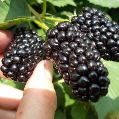 Ежевика НАТЧЕЗ бесшипная в Владивостоке