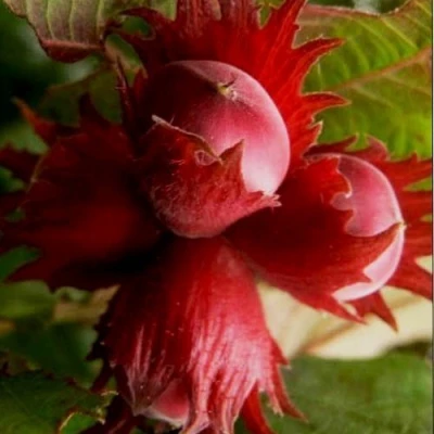 Фундук БАГРЯНЕЦ в Владивостоке