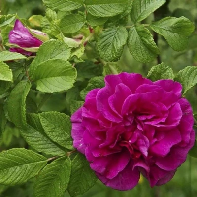 Шиповник ХАНСА в Владивостоке