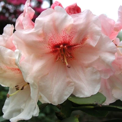 Рододендрон ХАНЯ	 в Владивостоке