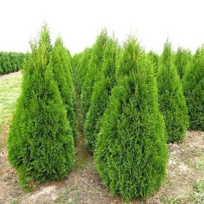Туя СМАРАГД западная в Владивостоке
