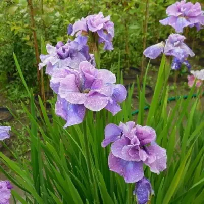 Ирис ХЭВИНГ ФАН сибирский в Владивостоке