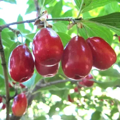 Кизил ЛУКЬЯНОВСКИЙ в Владивостоке