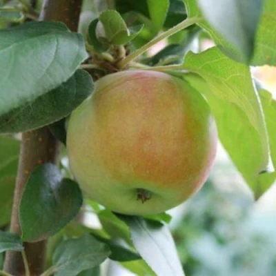 Яблоня ПОДСНЕЖНИК стелющаяся в Владивостоке