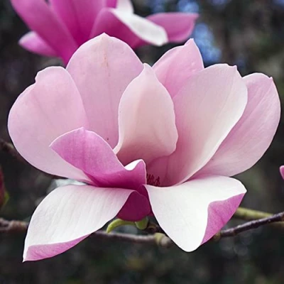 Магнолия РИККИ в Владивостоке