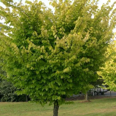 Вяз обыкновенный в Владивостоке