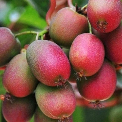 Актинидия ВЕЙКИ аргута в Владивостоке