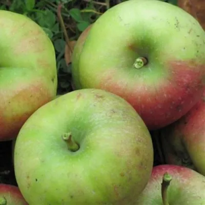 Яблоня ПАМЯТЬ СИКОРЫ в Владивостоке