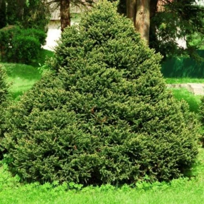 Ель ОЛЕНДОРФИ обыкновенная в Владивостоке