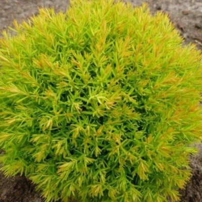 Туя АННИЕК западная в Владивостоке