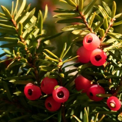 Тис ЭЛЕГАНТИССИМА ягодный в Владивостоке