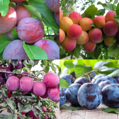 Комплект СЛИВОВЫЙ САД в Владивостоке