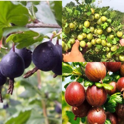 Комплект КРЫЖОВНИК MIX в Владивостоке