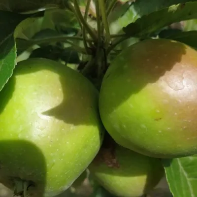 Яблоня ПАМЯТЬ СИКОРЫ в Владивостоке