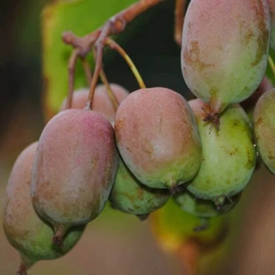 саженцы актинидии