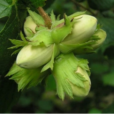 Фундук ТАМБОВСКИЙ ПОЗДНИЙ в Владивостоке