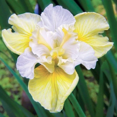 Ирис ЙЕЛЛОУ ТЕЙЛ сибирский в Владивостоке