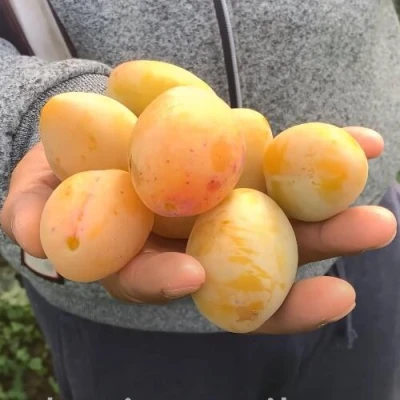 Слива ЯХОНТОВАЯ в Владивостоке