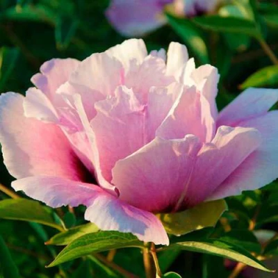 Пион ВРАТА ХРАМА древовидный  в Владивостоке