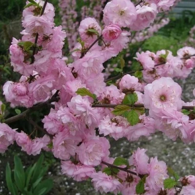 Миндаль ТРЁХЛОПАСТНЫЙ (луизеания) в Владивостоке