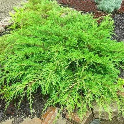 Микробиота ЯКОБСЕН перекрестнопарная в Владивостоке