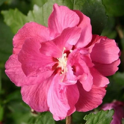 Гибискус ДЮК ДЕ БРАБАНТ сирийский  в Владивостоке