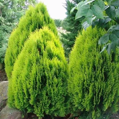 Туя восточная в Владивостоке