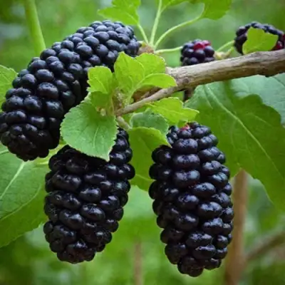 Шелковица плакучая в Владивостоке