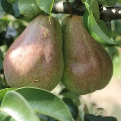 Груша БРЯНСКАЯ КРАСАВИЦА в Владивостоке