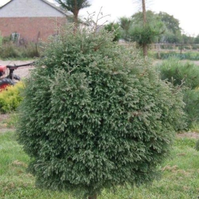 Туя вересковидная в Владивостоке