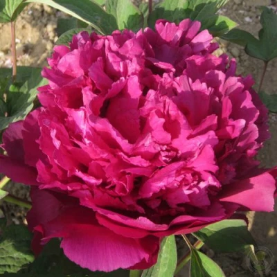 Пион ТАЙНАЯ СТРАСТЬ древовидный в Владивостоке