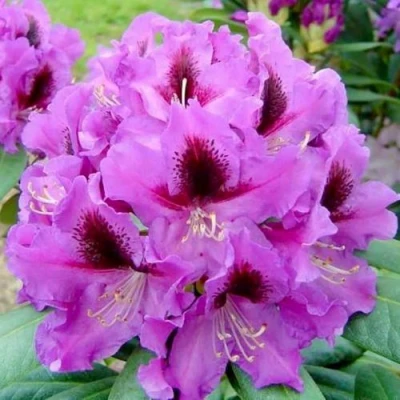 Рододендрон РАСПУТИН в Владивостоке